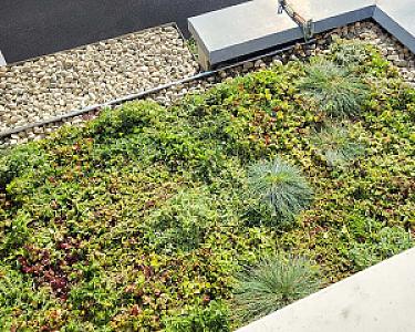 Dachbegrünung mit Gras und Pflanzen, umgeben von einem Streifen aus Kieselsteinen.