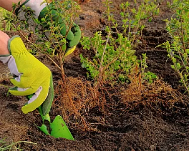 Grüne Handschuhe mit Schaufel beim Pflanzen in Substrat im Garten.