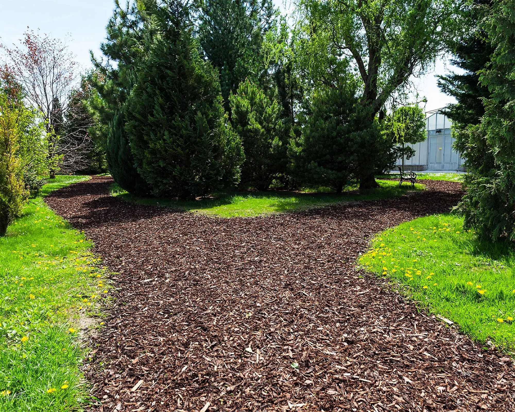 Grobkörniger Rindenmulch bedeckt einen verschlungenen Gartenweg im Park, umgeben von grünen Bäumen und Wiesen.