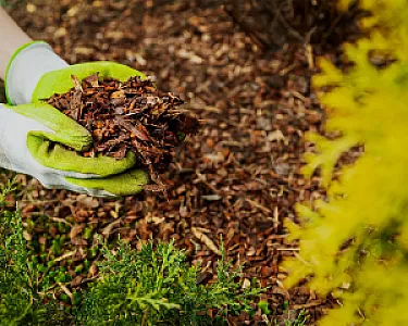 Gartenhandschuhe halten feinen braunen Rindenmulch über einem Beet zwischen grünen Pflanzen.