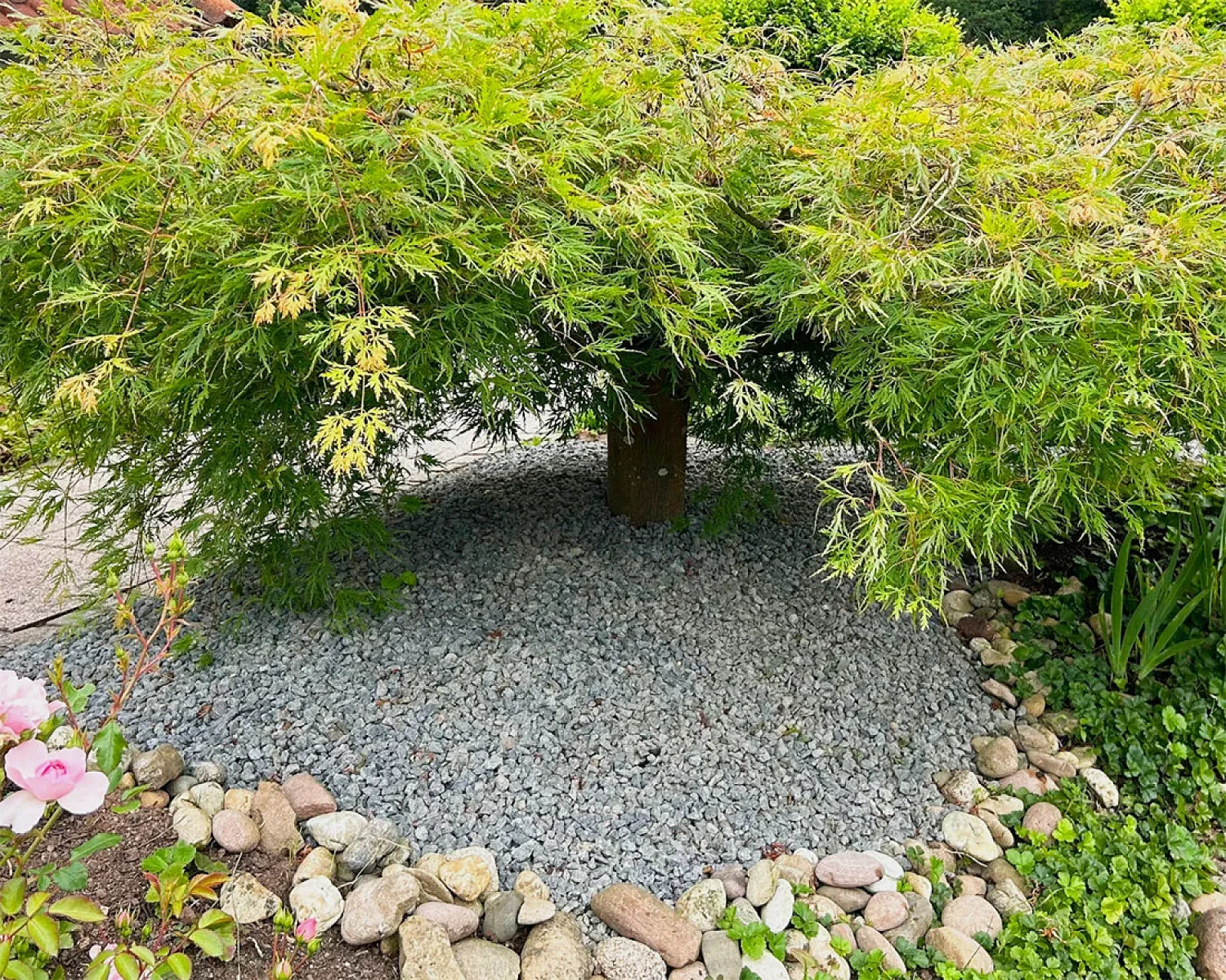Anthrazitfarbener Lavamulch bedeckt den Boden unter einem Baum, umgeben von Pflanzen und Natursteinen.