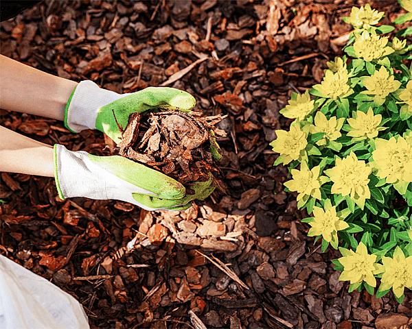 Hände mit Handschuhen verteilen groben Kiefernmulch neben gelb blühenden Pflanzen.