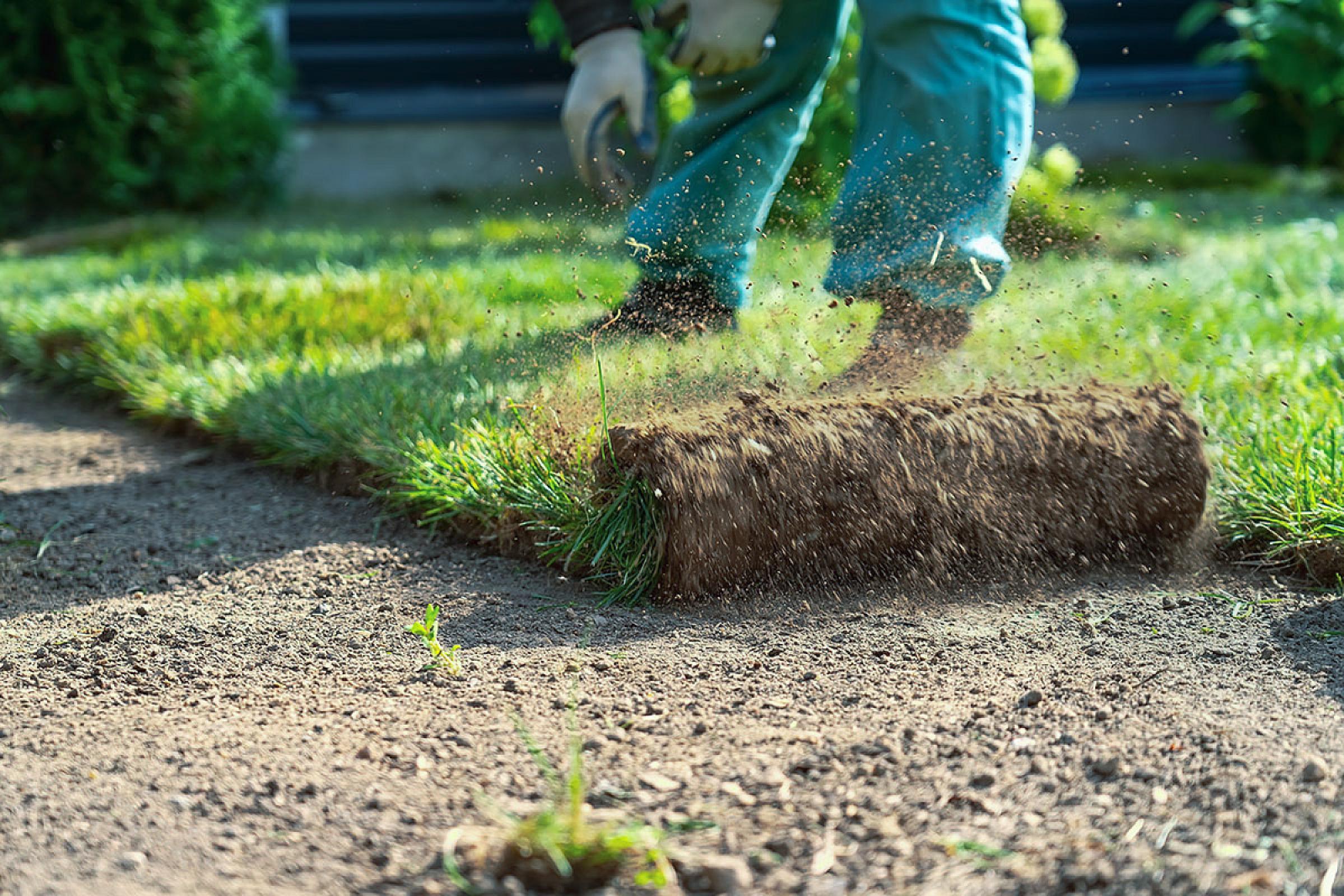 Rasenrolle wird auf Erde ausgerollt, Gärtner bei der Arbeit, frischer Rollrasen für Gartenanlage.
