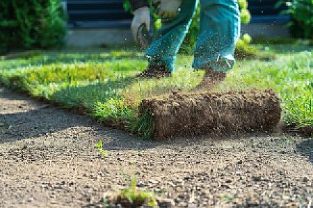 Rasenrolle wird auf Erde ausgerollt, Gärtner bei der Arbeit, frischer Rollrasen für Gartenanlage.