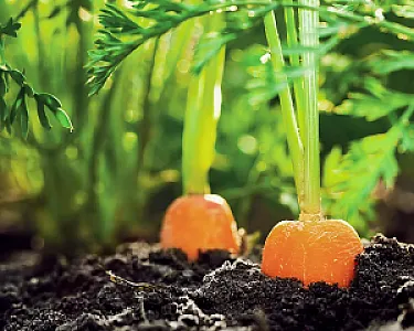 Karotten wachsen in Feinkompost-Humus; grünes Laub und fruchtbare Erde von Hellerwald.