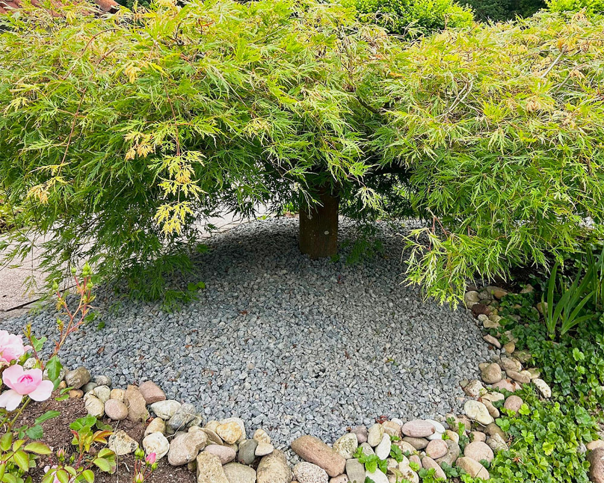Baum mit ausladenden Zweigen, umgeben von anthrazitfarbenem Lavamulch und Natursteinen in einem Garten.