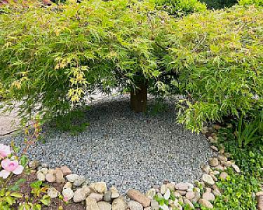 Baum mit ausladenden Zweigen, umgeben von anthrazitfarbenem Lavamulch und Natursteinen in einem Garten.