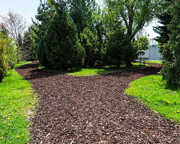 Grobe Rindenmulch-Schicht auf Gartenweg, umgeben von Bäumen und Wiese.