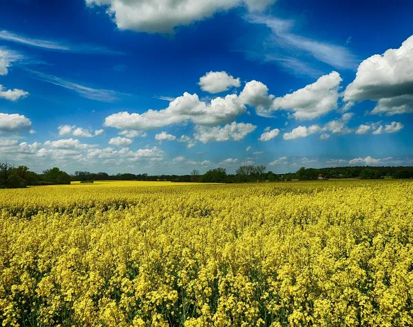 Rapsfeld unter blauem Himmel im Landkreis Nordwestmecklenburg mit vorbeiziehenden Wolken.