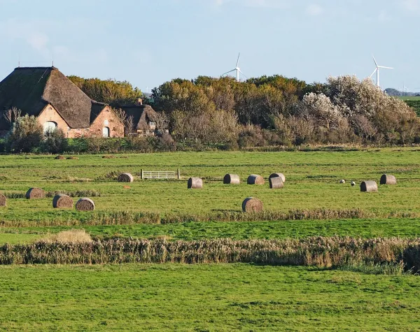 Reetgedecktes Haus in Nordfriesland, umgeben von grünen Wiesen mit runden Heuballen und Windrädern im Hintergrund.